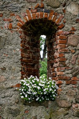 Beautiful decoration of an old window in an old manor with white petunias