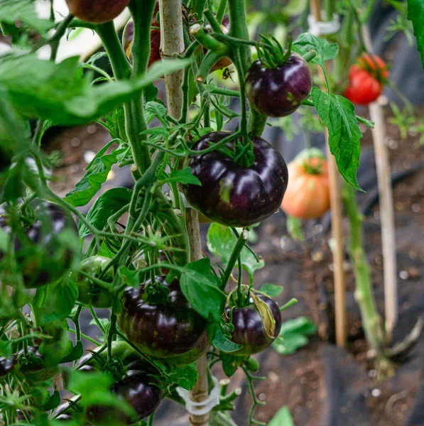 Black tomatoes ripen on a branch in a greenhouse