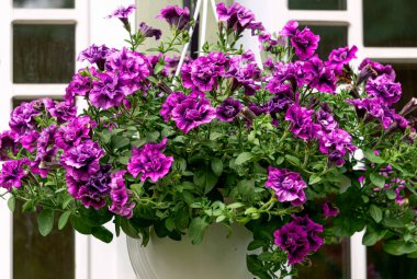 Beautiful flower pot with purple petunia in the garden
