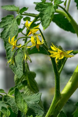 Tomatoes bloom on a bush in a greenhouse