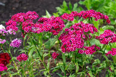 Close-up of beautiful bright pink student carnation flowers in a flower bed