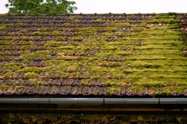 An old tiled roof overgrown with green moss, a fragment of an old manor