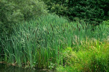 Reeds in the city pond murmur from the water