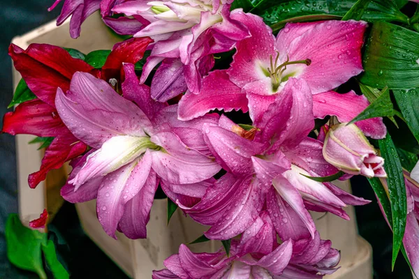 Schöne Rosa Lilienblüten Auf Einem Hintergrund Aus Grünen Blättern Garten — Stockfoto