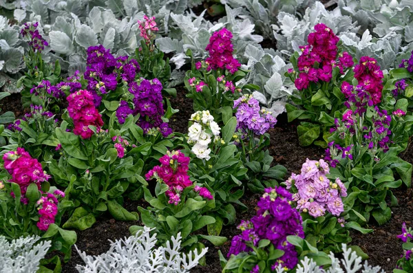 Detailní Záběr Pestrobarevných Květin Levkoy Záhonu — Stock fotografie