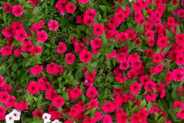 Doniczka Czerwonymi Petunią Kwiatów Ogrodzie — Zdjęcie stockowe