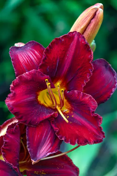 花壇の庭の美しい濃いブルゴーニュデイリリリーの花 — ストック写真
