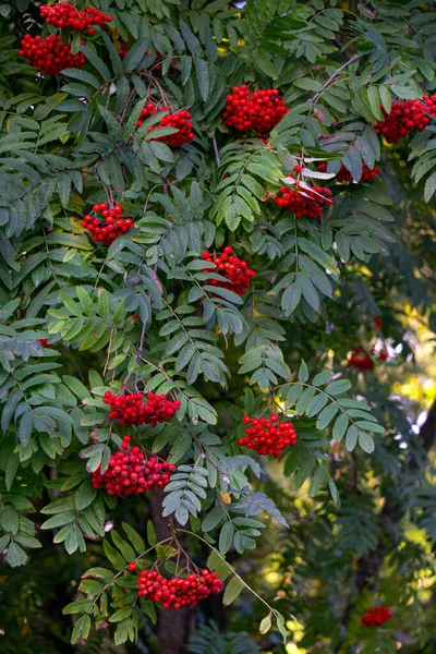 罗文分枝 红色成熟浆果丛生在绿叶的背景下 — 图库照片