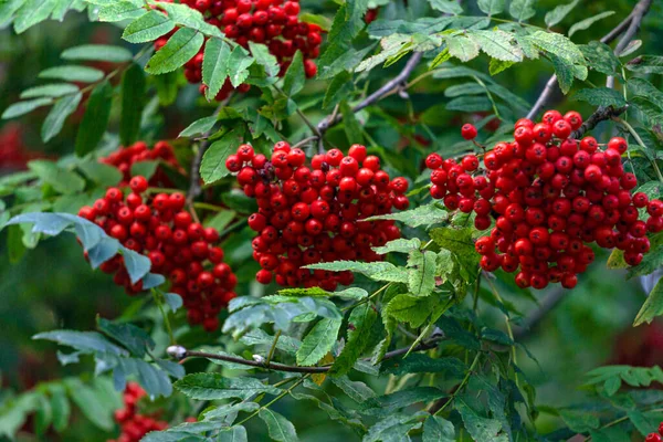 Yeşil Yaprakların Üzerinde Kırmızı Olgun Böğürtlen Kümeleriyle Rowan Dalları — Stok fotoğraf