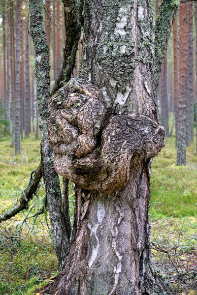 Ormandaki Bir Huş Ağacında Büyük Bir Alt Seviye Büyümesi — Stok fotoğraf