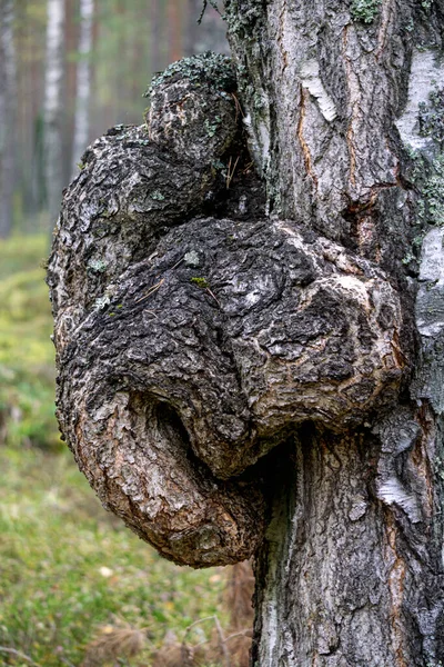 Ormandaki Bir Huş Ağacında Büyük Bir Alt Seviye Büyümesi — Stok fotoğraf
