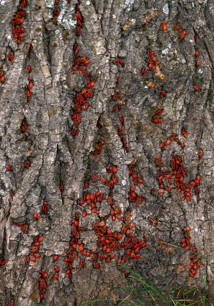 Bir Ağacın Kabuğunda Sürünen Kırmızı Böcekler — Stok fotoğraf