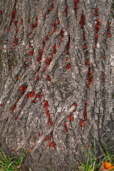 Bir Ağacın Kabuğunda Sürünen Kırmızı Böcekler — Stok fotoğraf