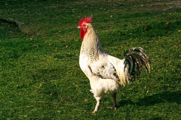 Young Cockerel Colorful Feathers Walks Farm Village — Stock Photo, Image