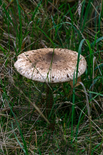 一个站在草地上 一个在森林里的可食蘑菇伞 — 图库照片