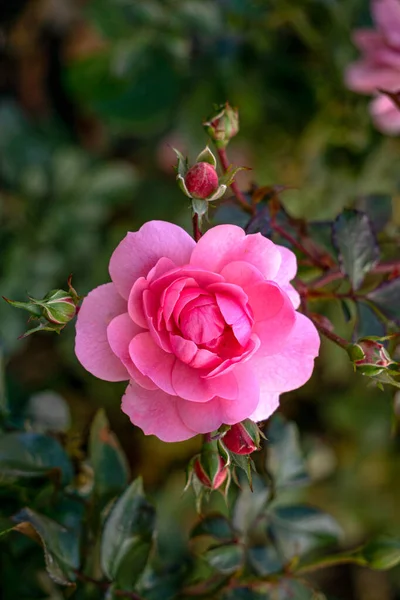 美丽的玫瑰枝 花园里开着粉红色的花 — 图库照片