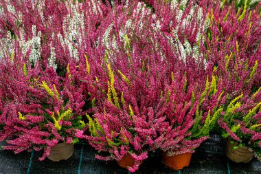 Çiçek saksısına ekilmiş koyu pembe funda.