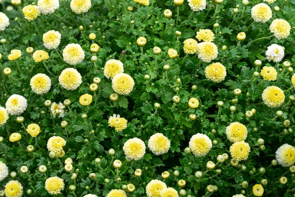 stock image Small beautiful yellow chrysanthemum flowers, top view