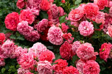 Yaz bahçesindeki gül çalılığında açan parlak pembe çiçekler.