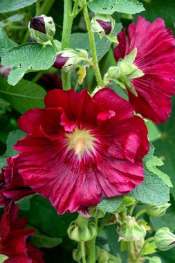 Çiçek tarlasında kırmızı çiçekli bir mallow dalı.