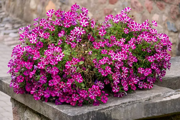 Beautiful decoration of an old manor with pots of colorful petunias