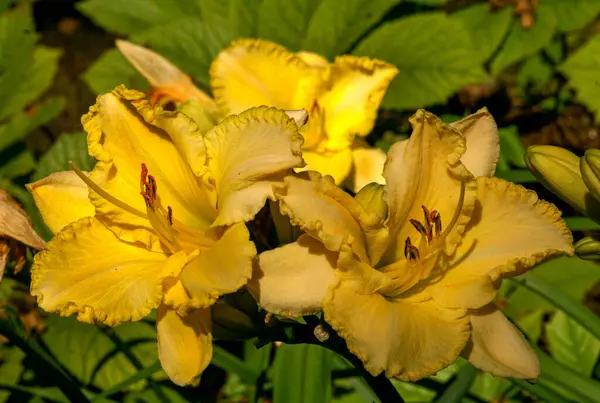 Hermosa Flor Color Amarillo Brillante Lecho Flores Jardín —  Fotos de Stock