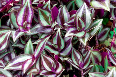 Gümüş tradescantia yapraklarının arka planı