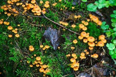 Çürük tahta üzerinde küçük sarı mantarlar.
