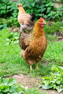 Tüylü güzel safkan tavuk.