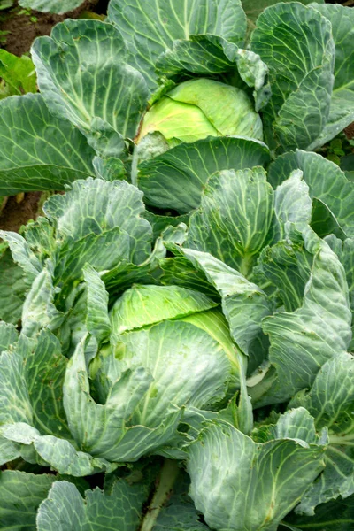 Heads of cabbage in a garden bed in the village