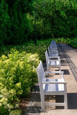 Şehir parkında güzel, beyaz ahşap banklar.