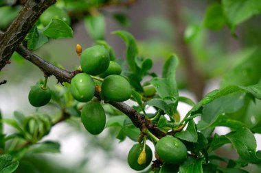 Ağaçtaki olgunlaşmamış erik resmi.