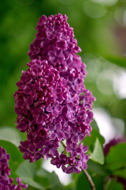 Narin mor çiçeklerle açan leylak çalısı