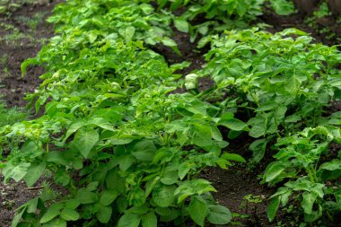 Bahçe yatağında genç yeşil patates çalısı