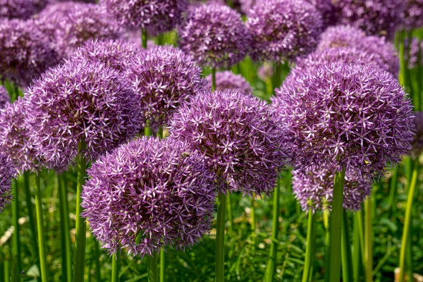 Blooming purple decorative onion in a flowerbed in the park