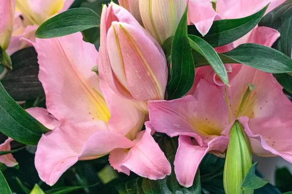 A huge bouquet of pink lilies with green leaves in a store