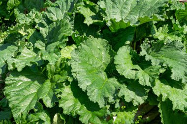 Bahçede kocaman yeşil yapraklar var.