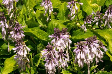 Bir yaz parkında çiçek tarhında dekoratif iki renkli yaprakları ve mor çiçekleri olan daimi ev sahibi.