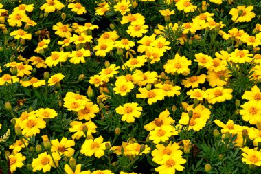 Yaz bahçede sarı kadife çiçeği çiçek