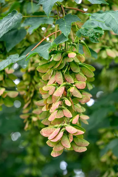 Yapraklı bir dalda dekoratif akçaağaç tohumları.