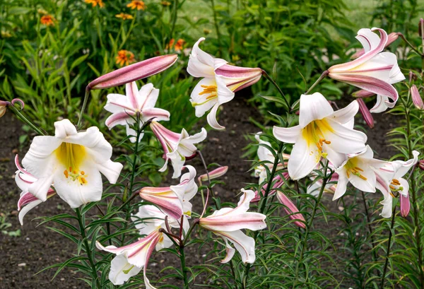 Beautiful white lily flowers bloom in the flower beds