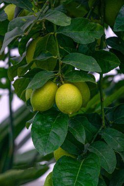 Dallarda yeşil limon meyveleri