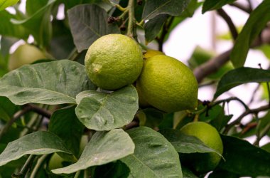 Dallarda yeşil limon meyveleri