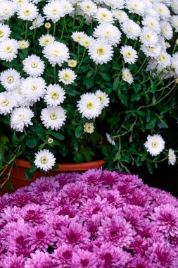 Leylak çiçekli saksı ve beyaz kasımpatı.