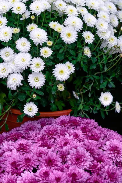 Leylak çiçekli saksı ve beyaz kasımpatı.