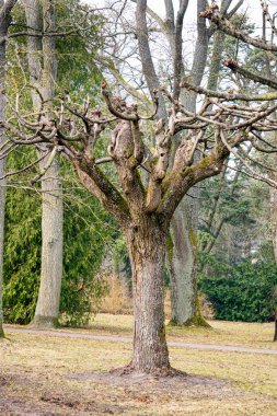 Parkta eğri dalları olan ağaç.