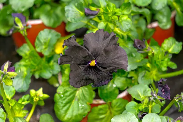 One large rare black pansy flower in a greenhouse