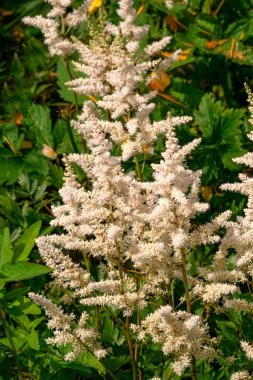 Japon Astilbe 'nin beyaz çiçekleri yaz bahçesinde
