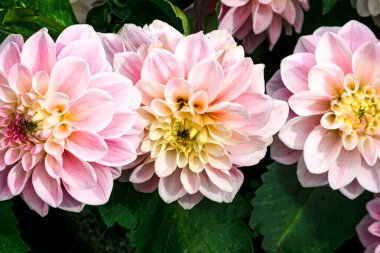 Bahçedeki çiçeklikte yumuşak pembe Terry Dahlia 'lar