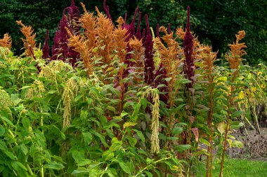 Ev bahçesinde yetişen farklı türde amaranth filizleri